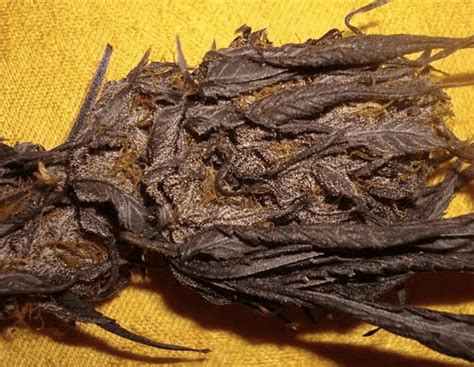 The Spiritual and Ritualistic Use of Black African Magic Weed